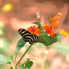Butterfly Exhbit-1