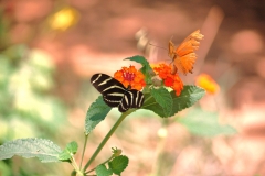 Butterfly Exhbit-1