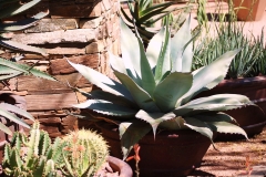 Desert Botanical Garden-1